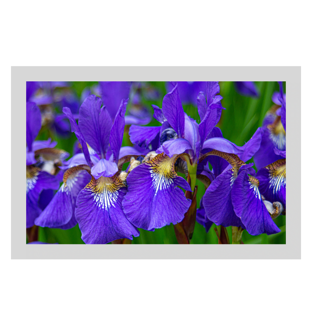 art-iris-lancome-la-vie-est-belle-iris-absolu