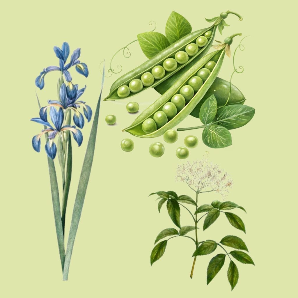 iris de gris fragrance notes