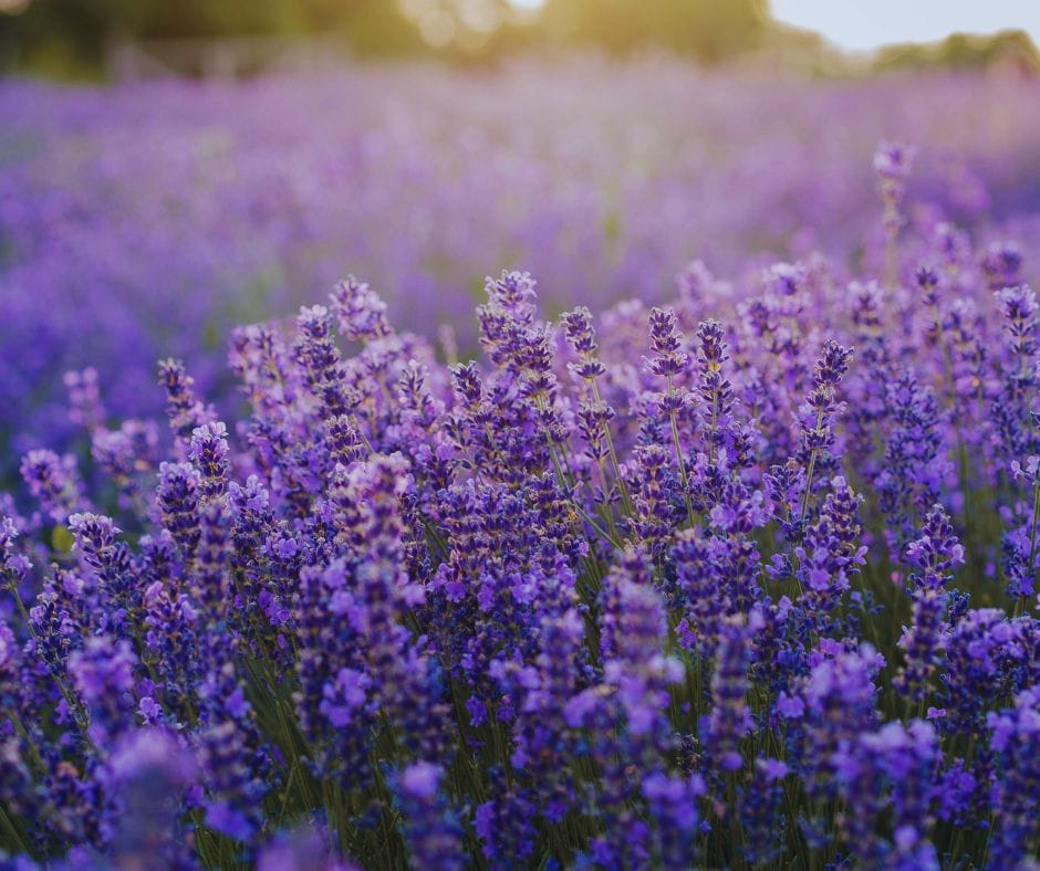 Luxury Floral and Botanical Notes in High-End Perfumes: Lavender (Provence)
