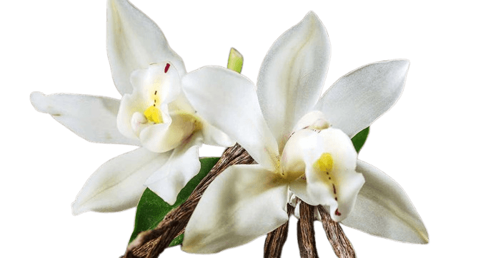 luxury-vanilla-perfumes-2025-fragrance-note