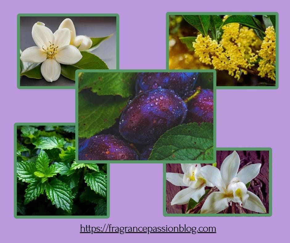 valentino-born-in-roma-purple-melancholia-donna-perfume-notes