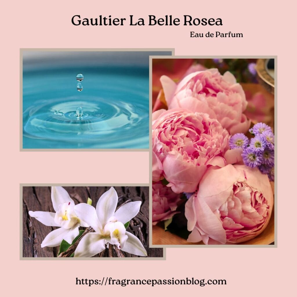 gaultier-la-belle-rosea-fragrance-notes