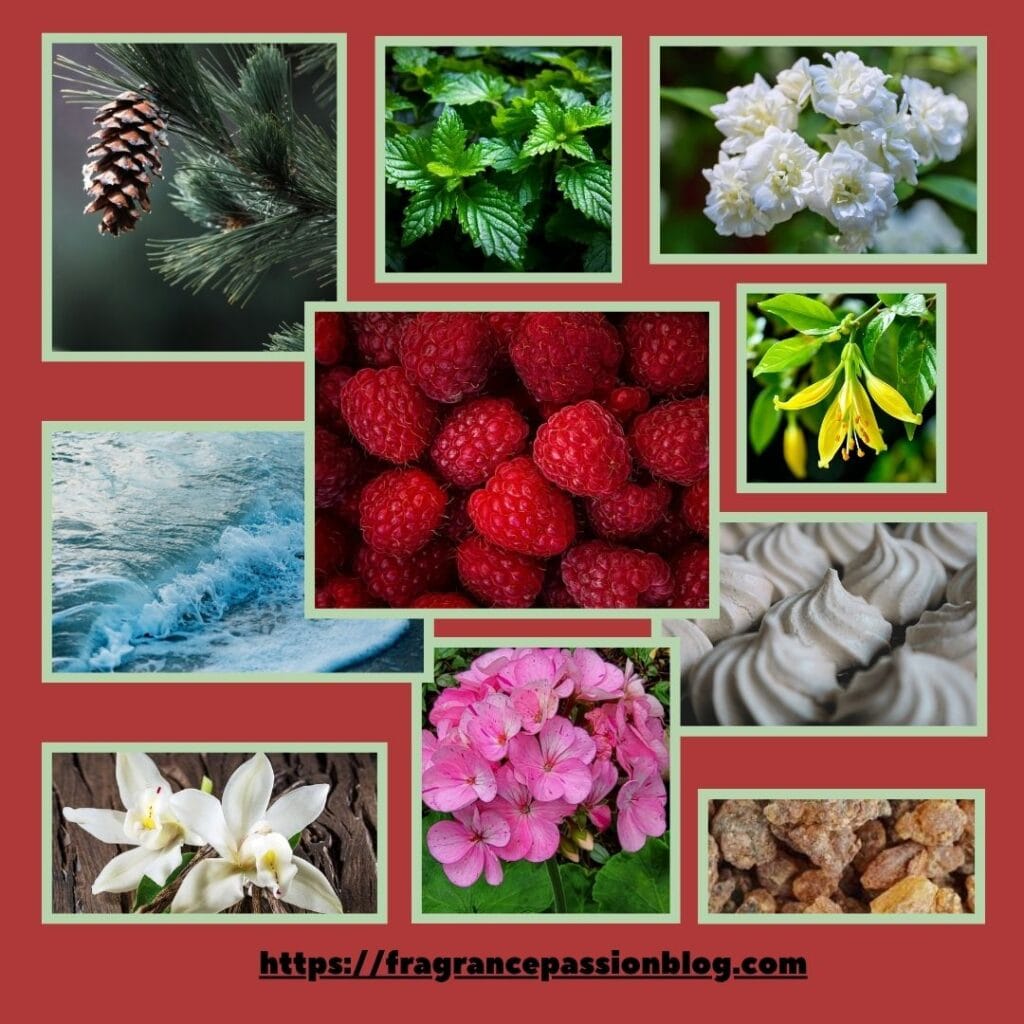 divine-couture-review-fragrance-notes