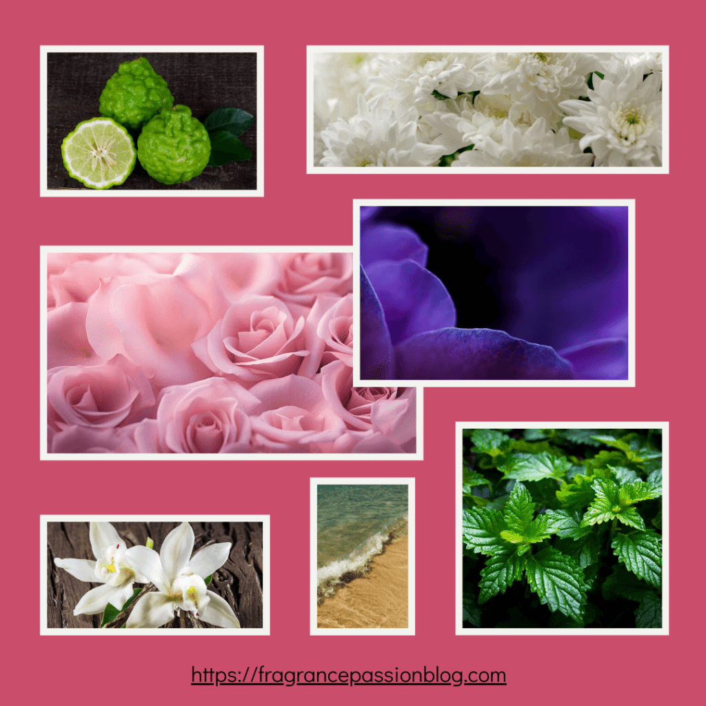 la-belle-rosea-review-fragrance-notes