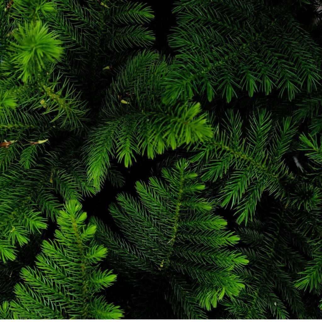 cedarwood-atlaswood-virginia-cedar-luxury-wood-and-resin-in-high-end-perfumes