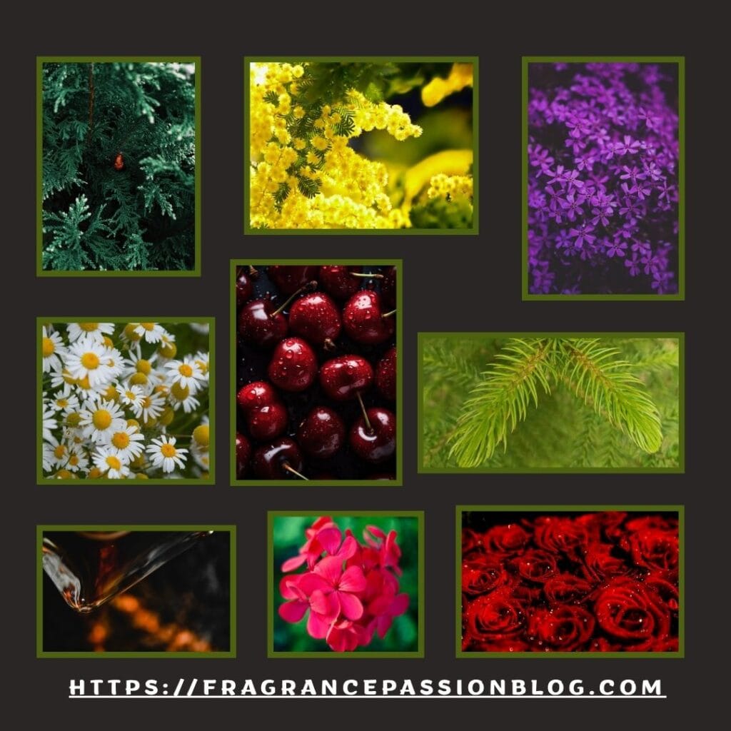 mind-games-french-defense-fragrance-notes